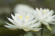 waterlilies