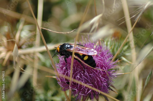 bee bee