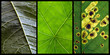 triptych of leafs