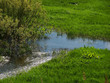 spring landscape.