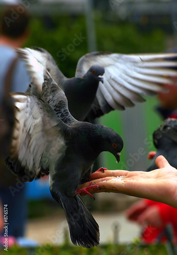pigeons