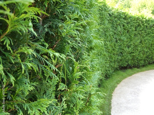 hecke + weg + thujahecke