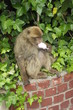 affe