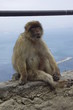 affe