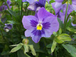 blüte