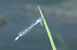 une libellule bleue