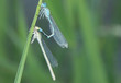 libellules sur une brindille