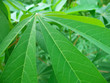 leaves in jungle (thailand) leaves in jungle (thailand)