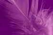 feather detail