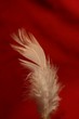 christmas color feather