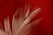 soft feather detail