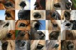 horse eyes
