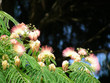 acacia