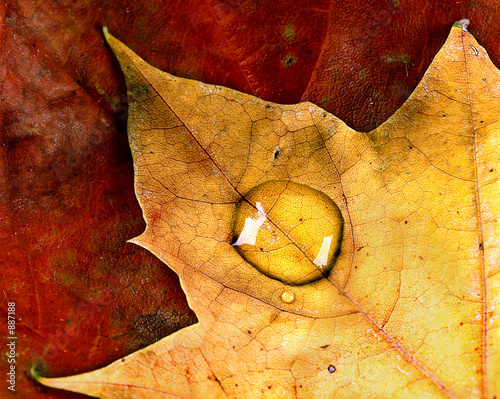 Photo: autumn droplet autumn droplet