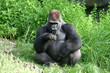 gorilla,ape,primate,silverback,animal,nature,mamma gorilla,ape,primate,silverback,animal,nature,mamma