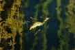 sea dragon