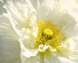 fleur fleur