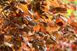 feuilles d'automne feuilles d'automne