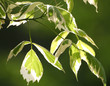 feuilles vertes feuilles vertes