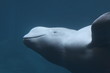 beluga,whale,arctic,water,underwater,mammal,animal