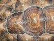 Quadro african spurred tortoise shell