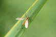 insecte ,aspiration ,moustique ,macro