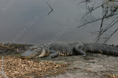alligator,gator,paynes prairie,gainesville,florida alligator,gator,paynes prairie,gainesville,florida