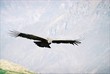 el condor pasa el condor pasa