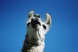 lama looks lama looks