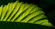 blatt im gegenlicht blatt im gegenlicht