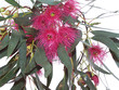 gum tree flowers