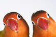 pair of lovebirds