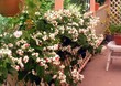verandah 11.