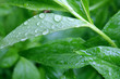 gouttes d'eau gouttes d'eau