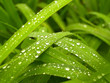 leaves   3