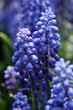 purple flower purple flower