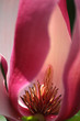 pink flower pink flower