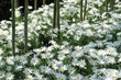 white flowers white flowers