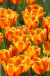 golden tulip golden tulip