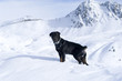 beau rottweiler