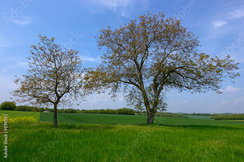 deux noyers