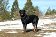 beau rottweiler
