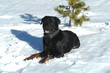 beau rottweiler