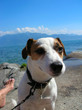 chien