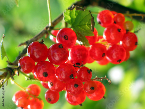 johannisbeeren johannisbeeren
