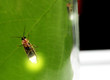 pyractomena borealis or 