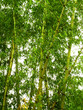bamboo tree