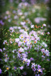 flowers 6