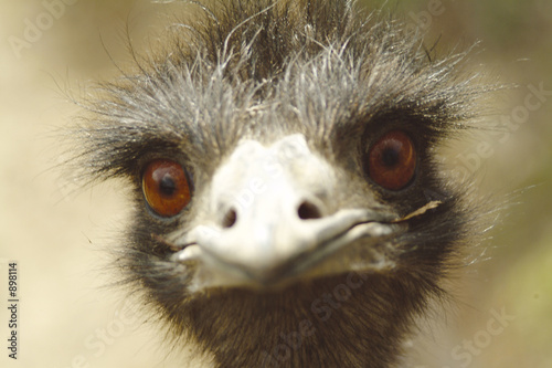 Photo: birds face birds face