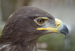 Photo: eagle eagle